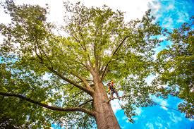 Trusted Peebles, OH Tree Care  Experts