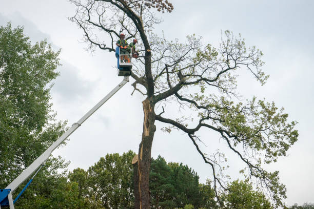 Seasonal Cleanup (Spring/Fall) in Peebles, OH